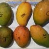 Serendib Tropical Fruits gallery