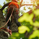 Paradise Tree Services and Landscaping - Tree Service