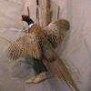 Wiley's Taxidermy gallery