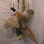 Wiley's Taxidermy