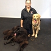 Reward That Puppy Inc. Dog Training gallery