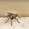 Green Pest Management gallery