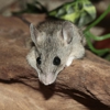 J R's Pest Control gallery