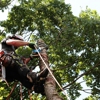G & J Tree Experts gallery
