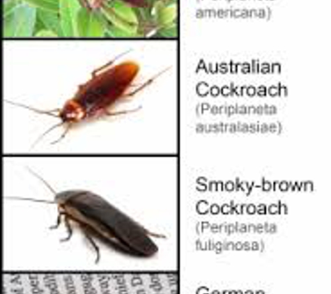 Advantage Pest Control - Unanderra, NSW