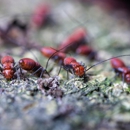 Yale Pest Control - Pest Control Equipment & Supplies