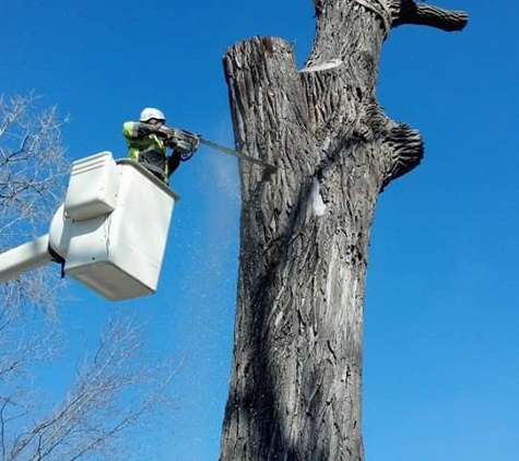 ForeverGreen Arboriculture - Lindstrom, MN