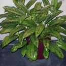Intergreen Foliage Inc - Plants