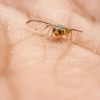 D W Pest Control Inc gallery