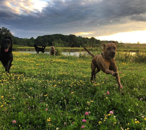 Hounds on the Hudson - Albany, NY