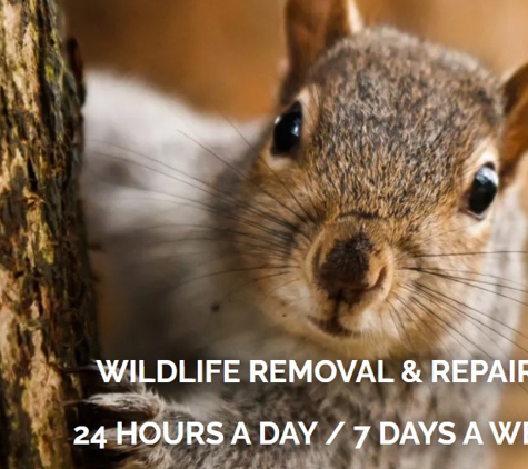 A Corn Wildlife solutions - Russell, MA