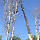 Exceed Tree Care - Arborists