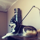 Lilys dog grooming
