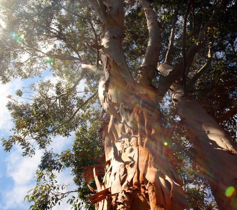 Above All Tree Services - Engadine, NSW