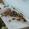 J & A's Lawn Care gallery