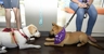Long Meadow Veterinary Clinic - Veterinarian Emergency Services