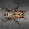 Affordable Termite Control gallery