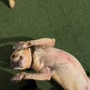 Metro Dog