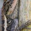 Advantage Wildlife Removal gallery