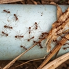 Northeast Exterminating gallery