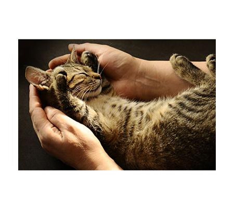 Melton Veterinary Clinic - Melton, VIC