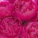 Pink Peony - Party & Event Planners