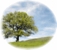 Windsor-Richmond Stump Grinding - Tree & Stump Removal Services