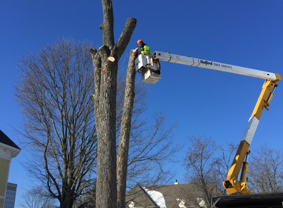 bedford tree service llc - Bedford, NH. bay street manchester