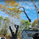 Trees & Driveways - Tree Service