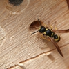 Allen Pest Management gallery