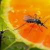 Hiawatha Pest Control gallery