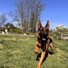 Off Leash K9 Training, Lehigh Valley gallery
