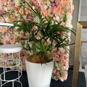Gallery Image Number 4