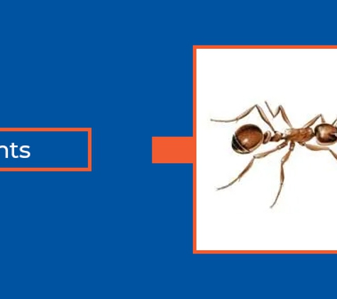Novopest Professional Pest Management. Ants