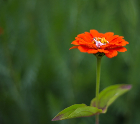 SilverStone Photography - Poynette, WI