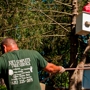 Joe's Complete Tree Service