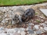 Salmon Creek Veterinary Clinic - Veterinarians
