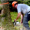 All American Tree Service gallery