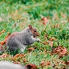 BuxMont Wildlife & Animal Removal gallery