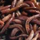 Sharon's Worm Sales - Feeders