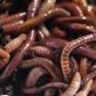 Sharon's Worm Sales