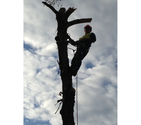 Curtis Tree Lopping Specialists