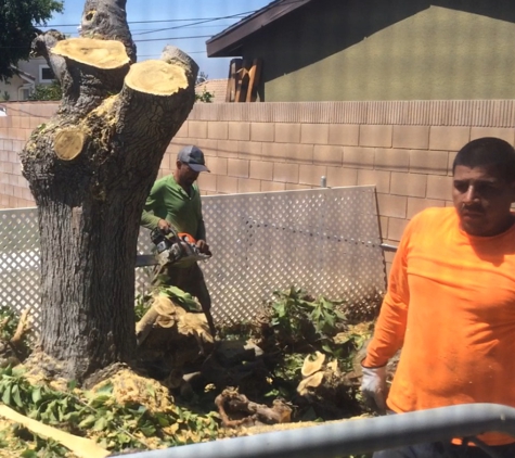 Landscaping Specialist Tree Service Inc. - La Habra, CA. Gustavo is in Orange