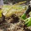 Quality & Reliable Tree Service gallery