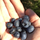 Forstner Blueberry Farm