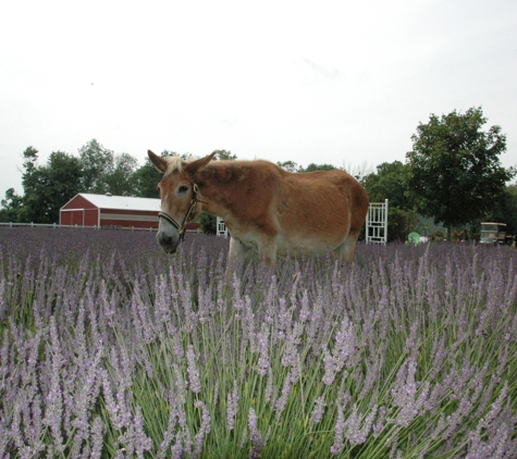 Purple Rain Lavender Farm - Churchville, MD