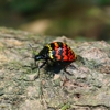 Arrow Exterminators gallery