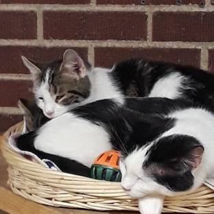 Westside Cats - Youngstown, OH. Napping in the clinic