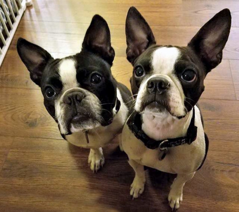 Animal Medical Center - Spartanburg, SC. Madison and Winchester give their WOOF of approval!