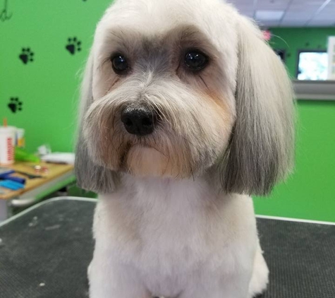 Shaggy Paws Doggie Daycare and Grooming - Buford, GA